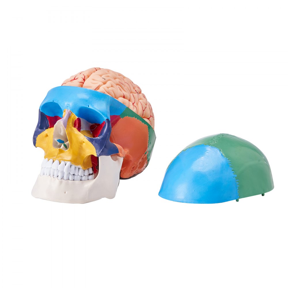 VEVOR Human Skull Model Anatomical Skull 3-Part Skull 8-Part Brian 1:1 Colored