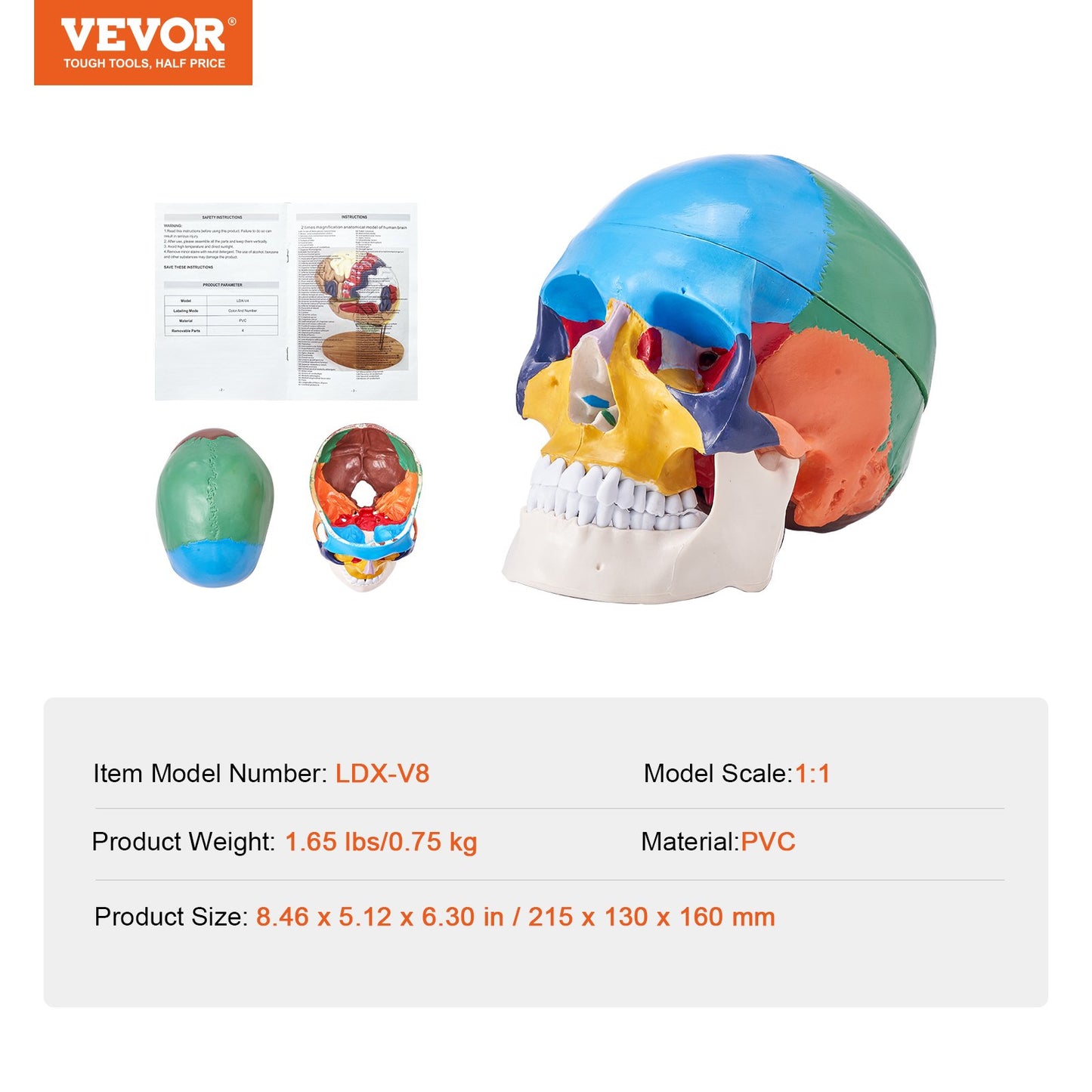 VEVOR Human Skull Model Anatomical Skull Model 3 Parts 1:1 Colored Skeleton