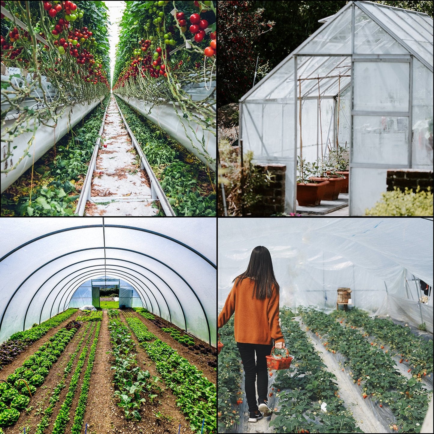 Durable 3.6 x 7.6 m Polyethylene Greenhouse Film for DIY Projects