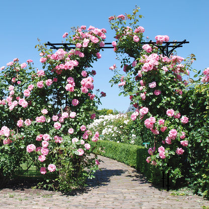 2M Garden Arbor Metal Archway for Climbing Plants