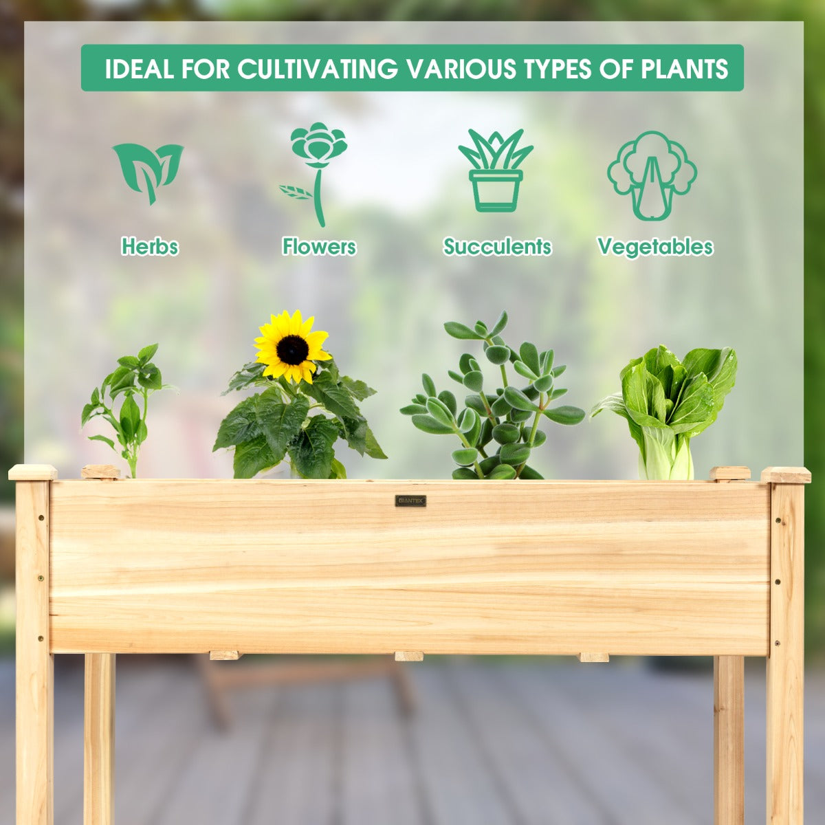 Elevated Wooden Raised Garden Bed with Mini Greenhouse-White
