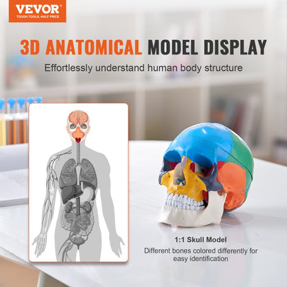 VEVOR Human Skull Model Anatomical Skull 3-Part Skull 8-Part Brian 1:1 Colored