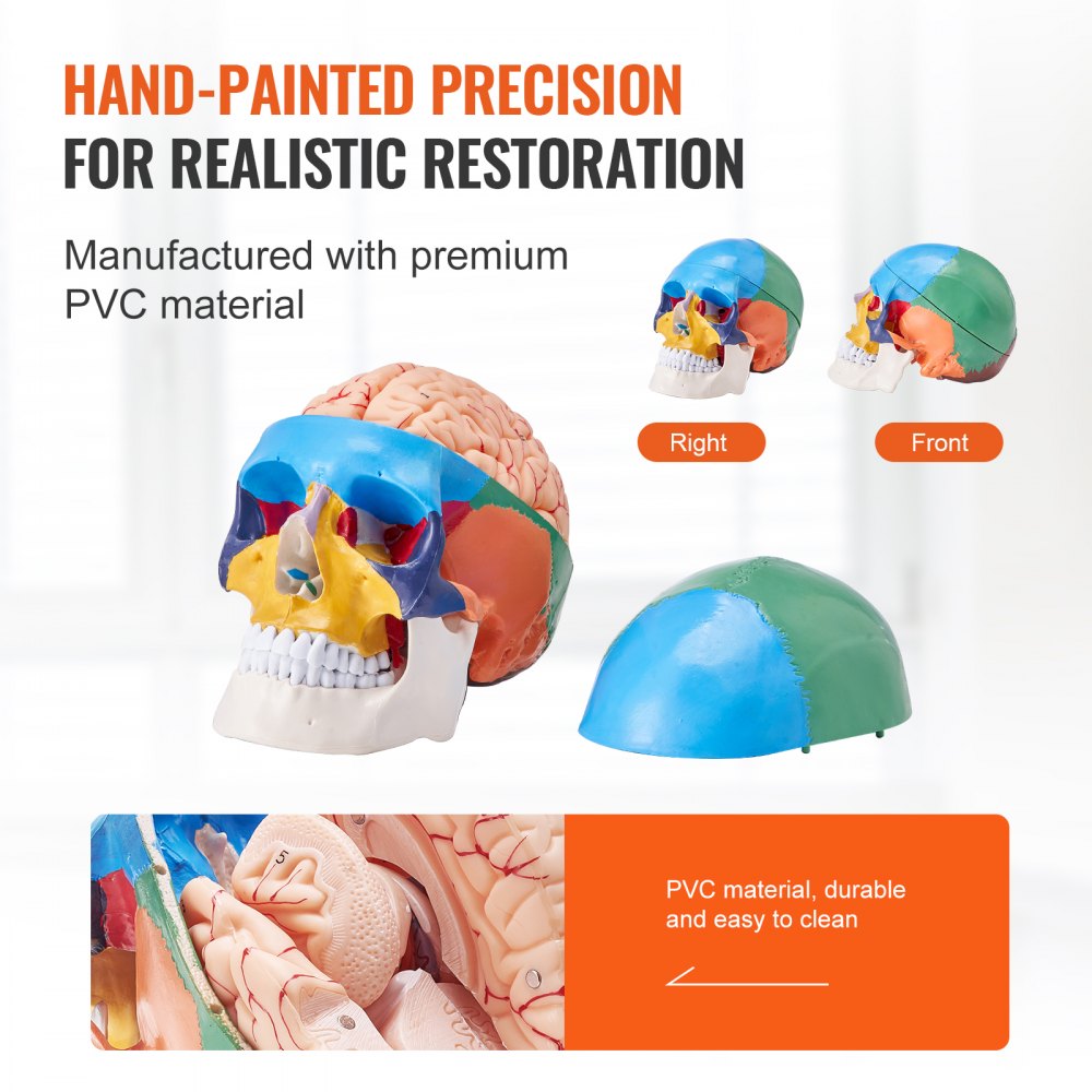 VEVOR Human Skull Model Anatomical Skull 3-Part Skull 8-Part Brian 1:1 Colored