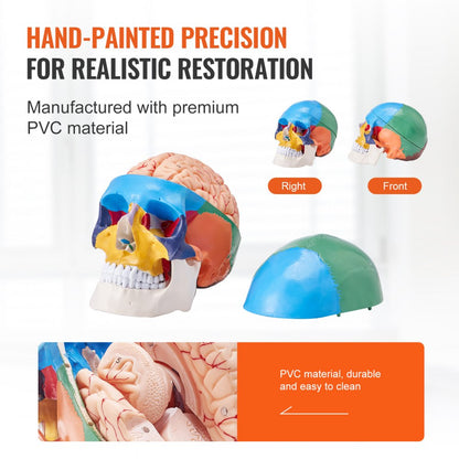 VEVOR Human Skull Model Anatomical Skull 3-Part Skull 8-Part Brian 1:1 Colored