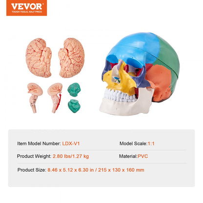 VEVOR Human Skull Model Anatomical Skull 3-Part Skull 8-Part Brian 1:1 Colored