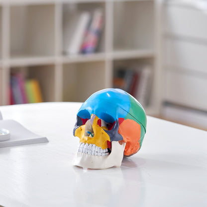 VEVOR Human Skull Model Anatomical Skull 3-Part Skull 8-Part Brian 1:1 Colored