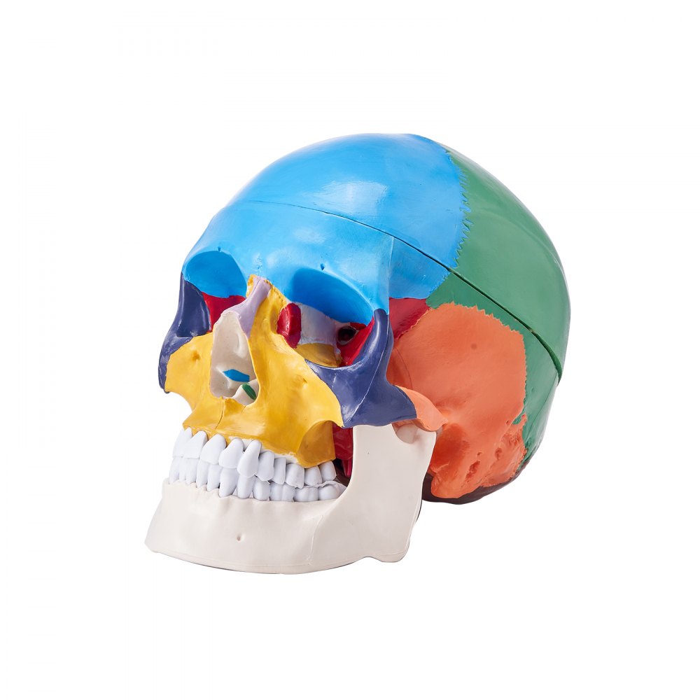 VEVOR Human Skull Model Anatomical Skull 3-Part Skull 8-Part Brian 1:1 Colored
