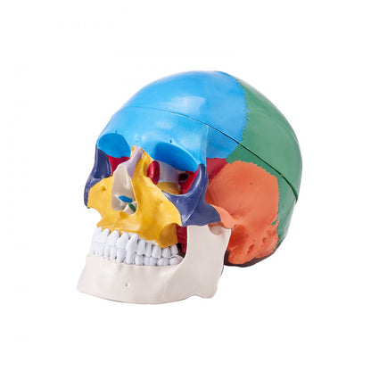 VEVOR Human Skull Model Anatomical Skull 3-Part Skull 8-Part Brian 1:1 Colored