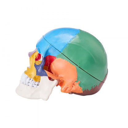 VEVOR Human Skull Model Anatomical Skull 3-Part Skull 8-Part Brian 1:1 Colored