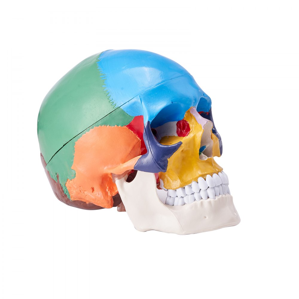 VEVOR Human Skull Model Anatomical Skull 3-Part Skull 8-Part Brian 1:1 Colored