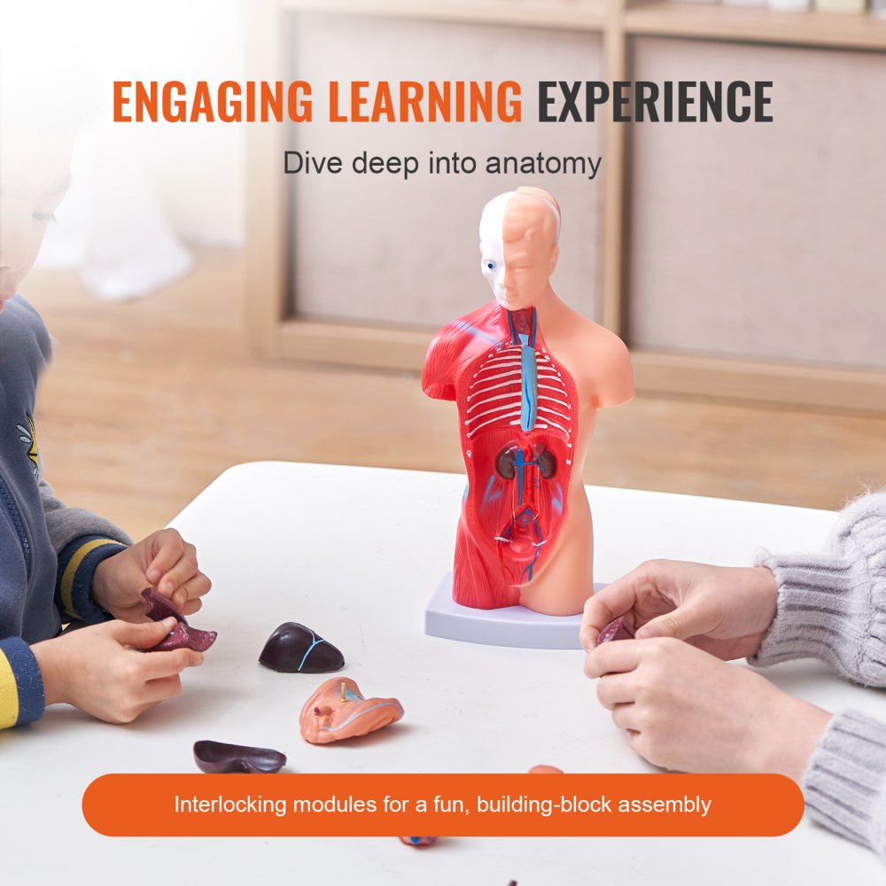 Anatomical Human Torso Body Model Anatomy Internal Organ 28 cm 15 Parts