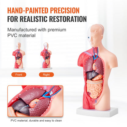 Anatomical Human Torso Body Model Anatomy Internal Organ 28 cm 15 Parts