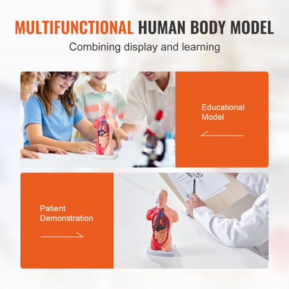 Anatomical Human Torso Body Model Anatomy Internal Organ 28 cm 15 Parts