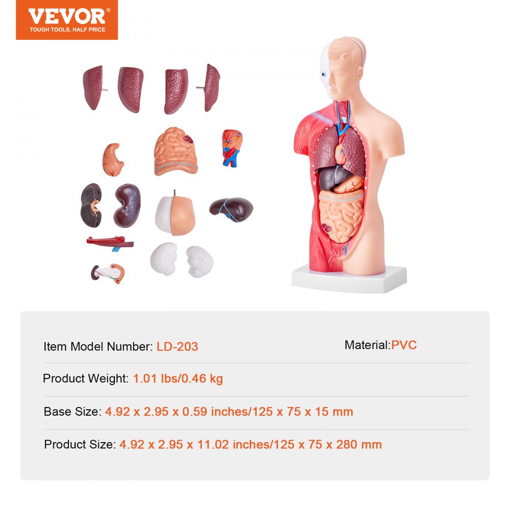 Anatomical Human Torso Body Model Anatomy Internal Organ 28 cm 15 Parts