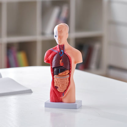 Anatomical Human Torso Body Model Anatomy Internal Organ 28 cm 15 Parts