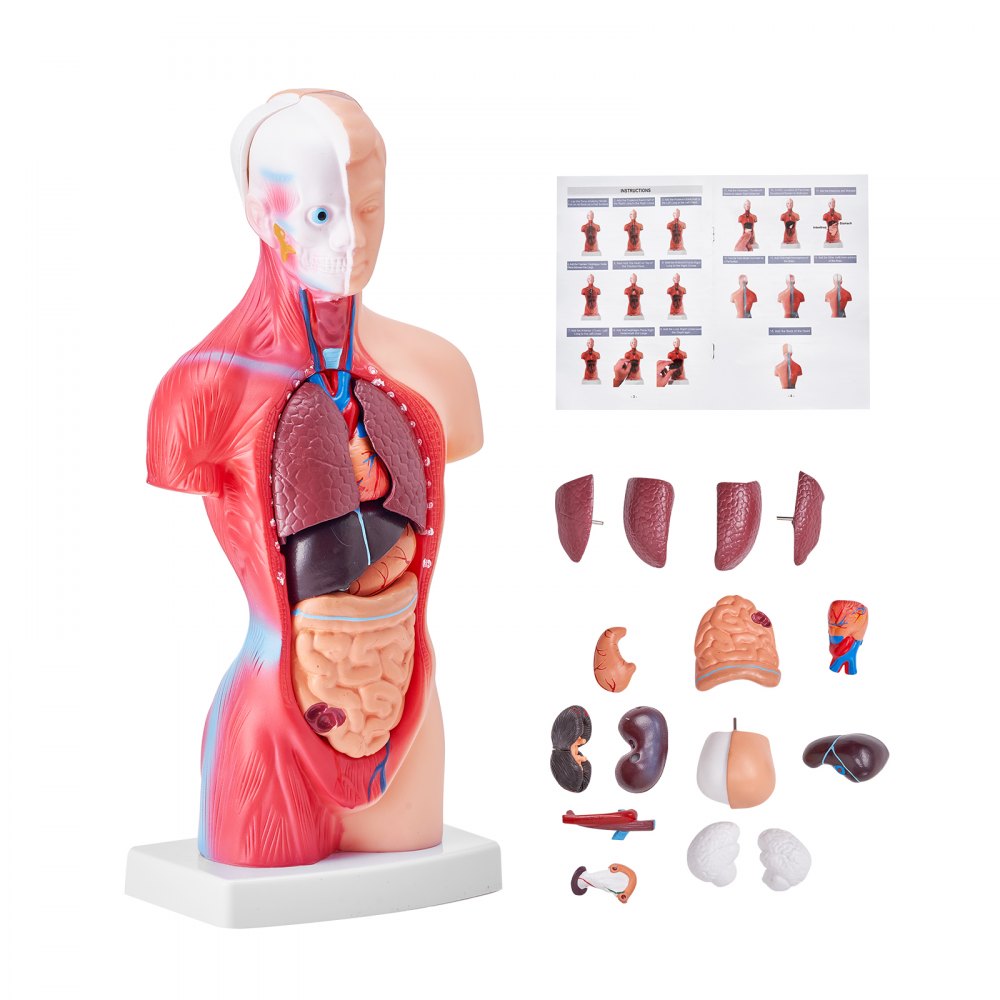 Anatomical Human Torso Body Model Anatomy Internal Organ 28 cm 15 Parts