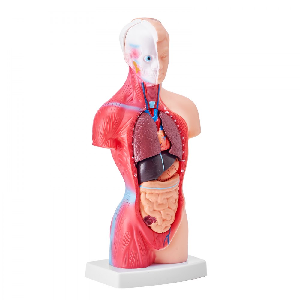 Anatomical Human Torso Body Model Anatomy Internal Organ 28 cm 15 Parts