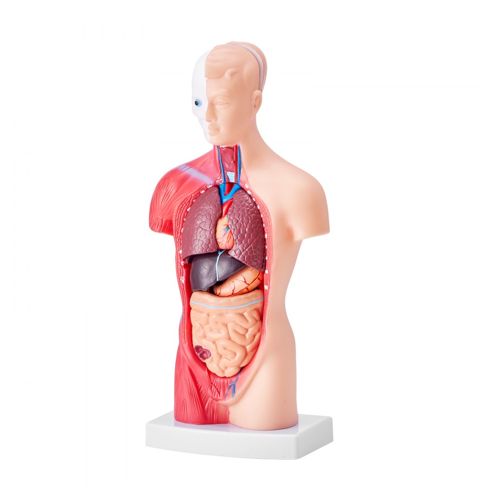 Anatomical Human Torso Body Model Anatomy Internal Organ 28 cm 15 Parts
