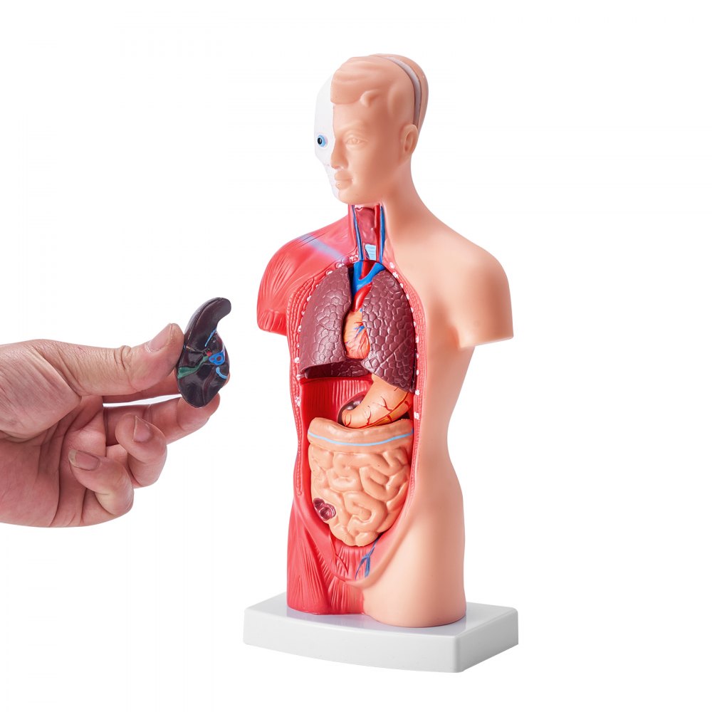 Anatomical Human Torso Body Model Anatomy Internal Organ 28 cm 15 Parts