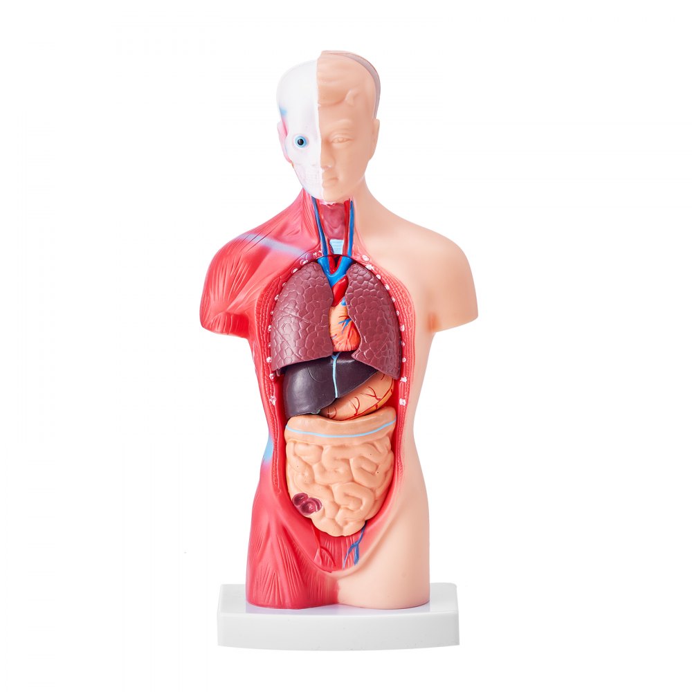 Anatomical Human Torso Body Model Anatomy Internal Organ 28 cm 15 Parts