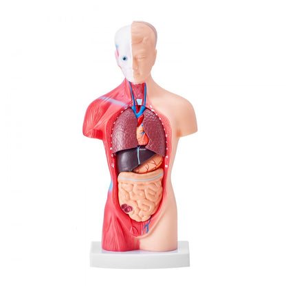 Anatomical Human Torso Body Model Anatomy Internal Organ 28 cm 15 Parts