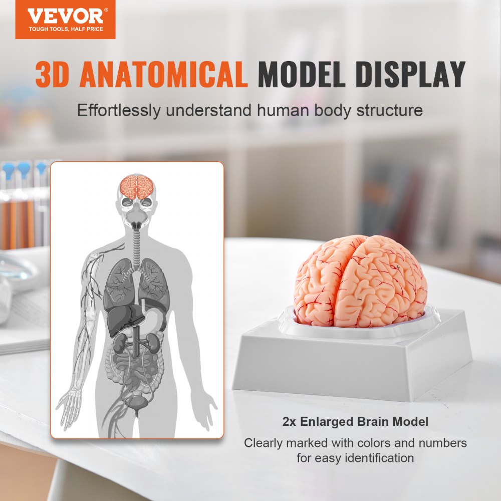 VEVOR Human Brain Model Anatomy Teaching Brain Model 9-Part Labeled Life Size