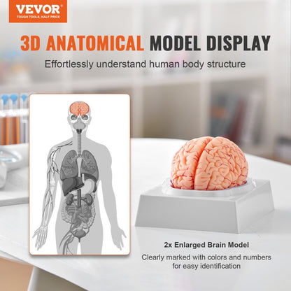 VEVOR Human Brain Model Anatomy Teaching Brain Model 9-Part Labeled Life Size