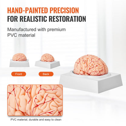 VEVOR Human Brain Model Anatomy Teaching Brain Model 9-Part Labeled Life Size