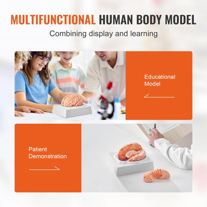 VEVOR Human Brain Model Anatomy Teaching Brain Model 9-Part Labeled Life Size