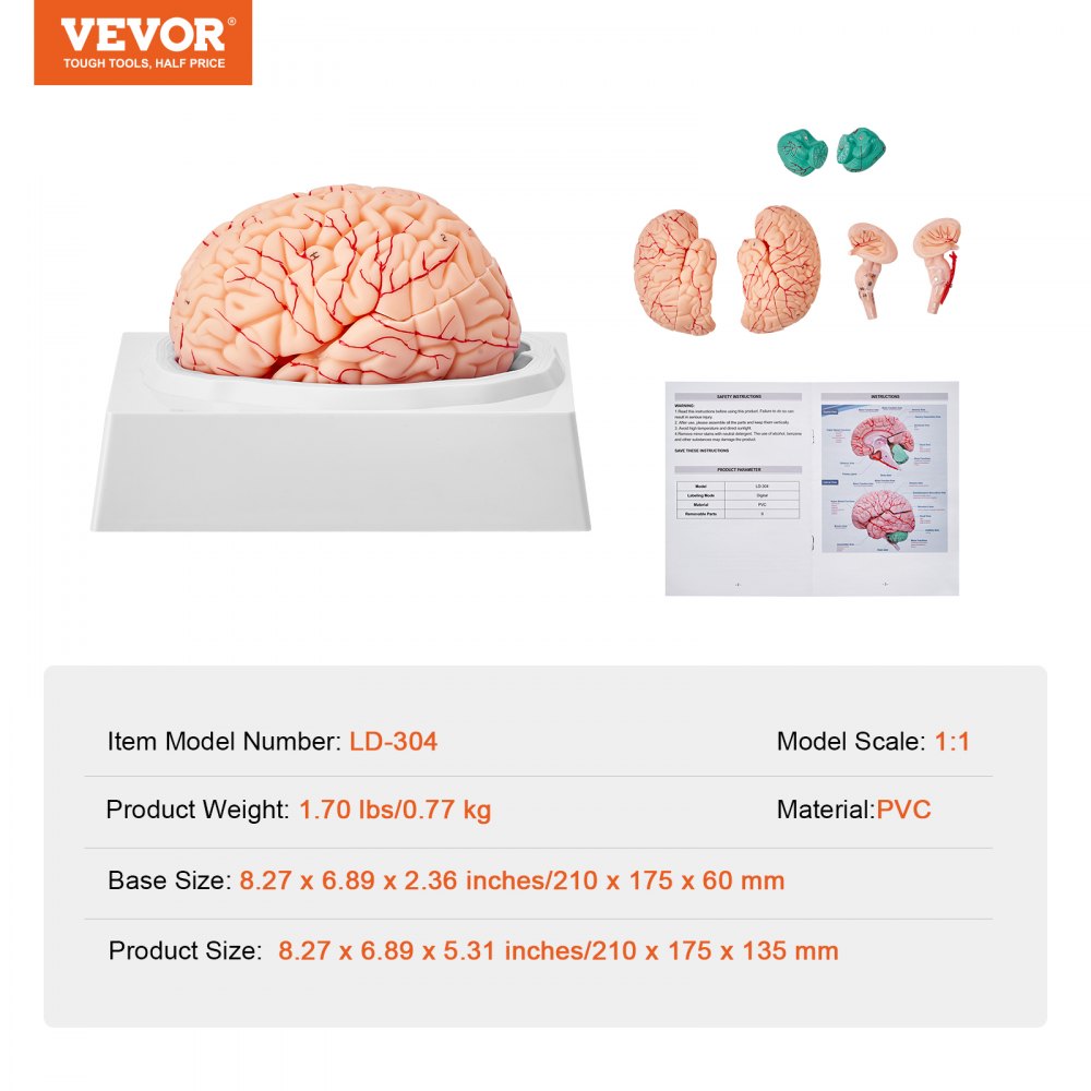 VEVOR Human Brain Model Anatomy Teaching Brain Model 9-Part Labeled Life Size