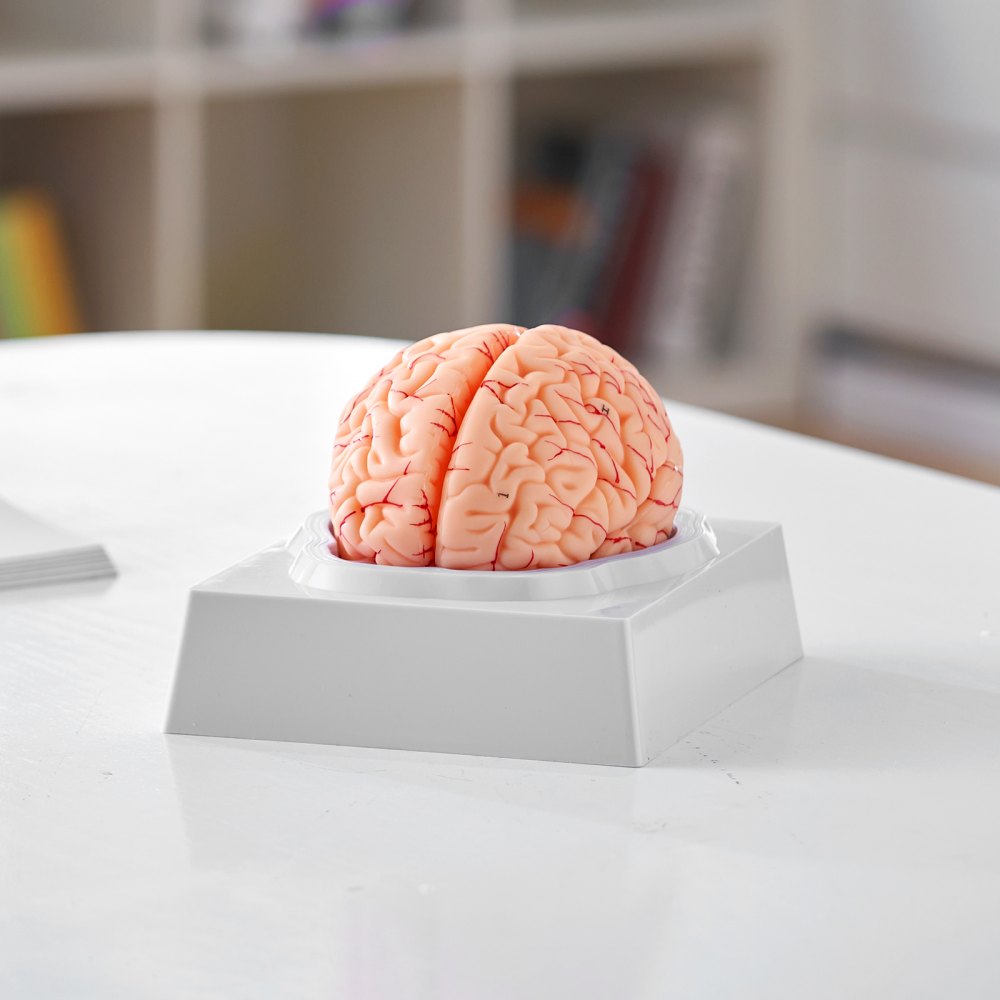 VEVOR Human Brain Model Anatomy Teaching Brain Model 9-Part Labeled Life Size