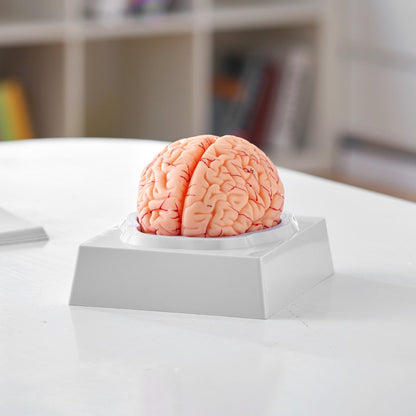 VEVOR Human Brain Model Anatomy Teaching Brain Model 9-Part Labeled Life Size