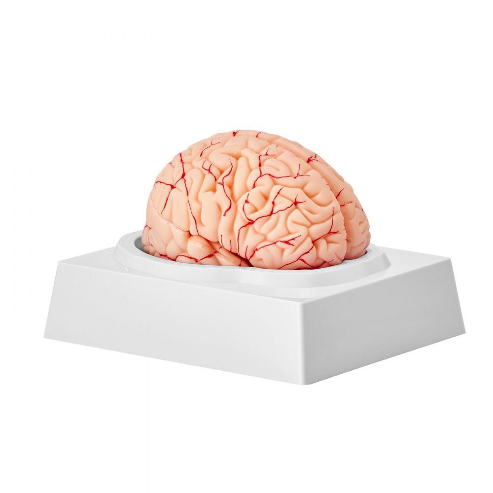 VEVOR Human Brain Model Anatomy Teaching Brain Model 9-Part Labeled Life Size