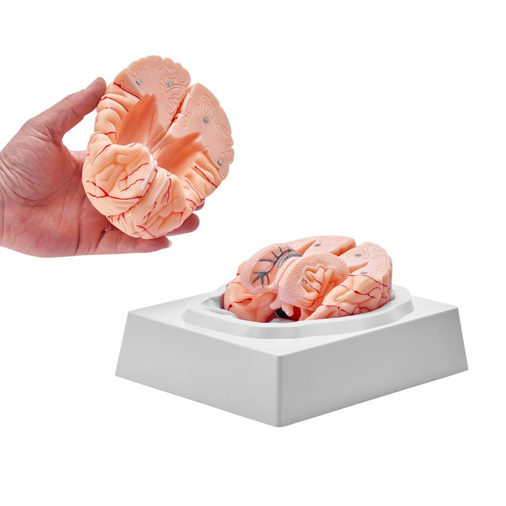 VEVOR Human Brain Model Anatomy Teaching Brain Model 9-Part Labeled Life Size