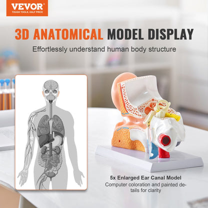 VEVOR Human Ear Anatomy Model Anatomical Ear Teaching Model 5 Times Enlarged
