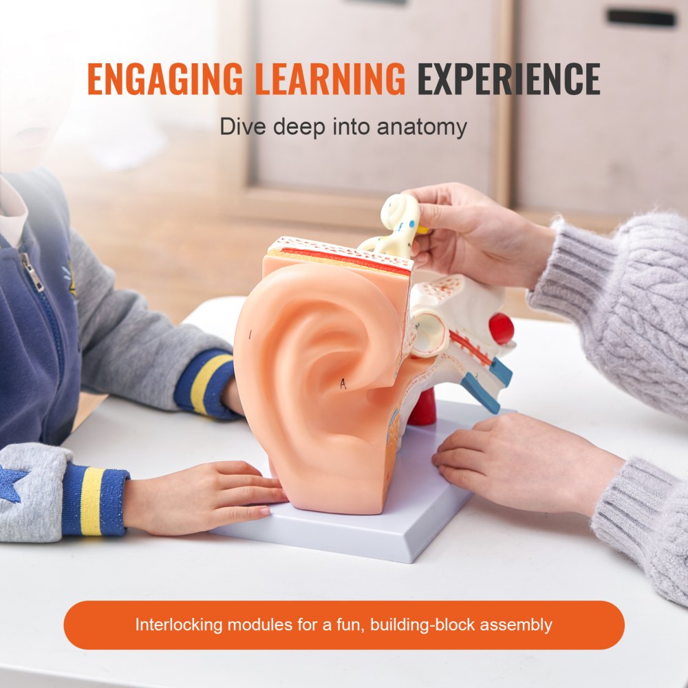 VEVOR Human Ear Anatomy Model Anatomical Ear Teaching Model 5 Times Enlarged