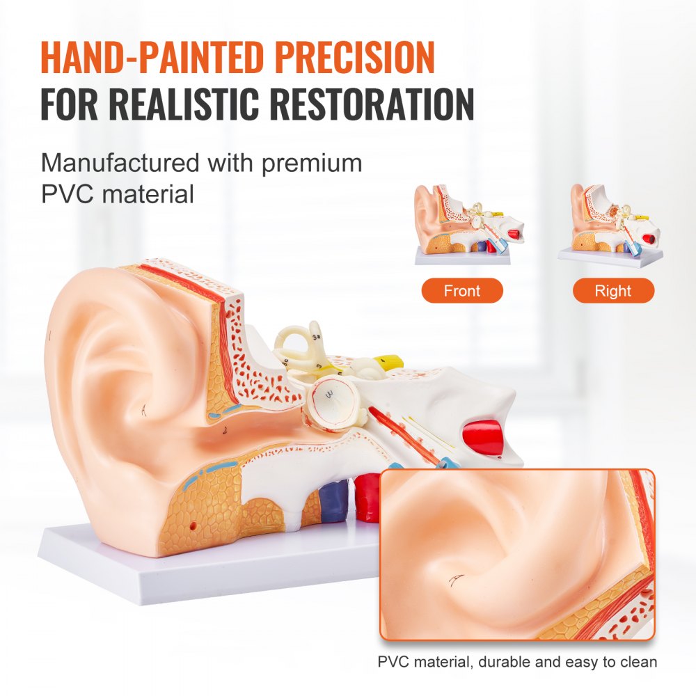 VEVOR Human Ear Anatomy Model Anatomical Ear Teaching Model 5 Times Enlarged
