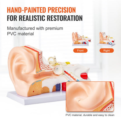 VEVOR Human Ear Anatomy Model Anatomical Ear Teaching Model 5 Times Enlarged