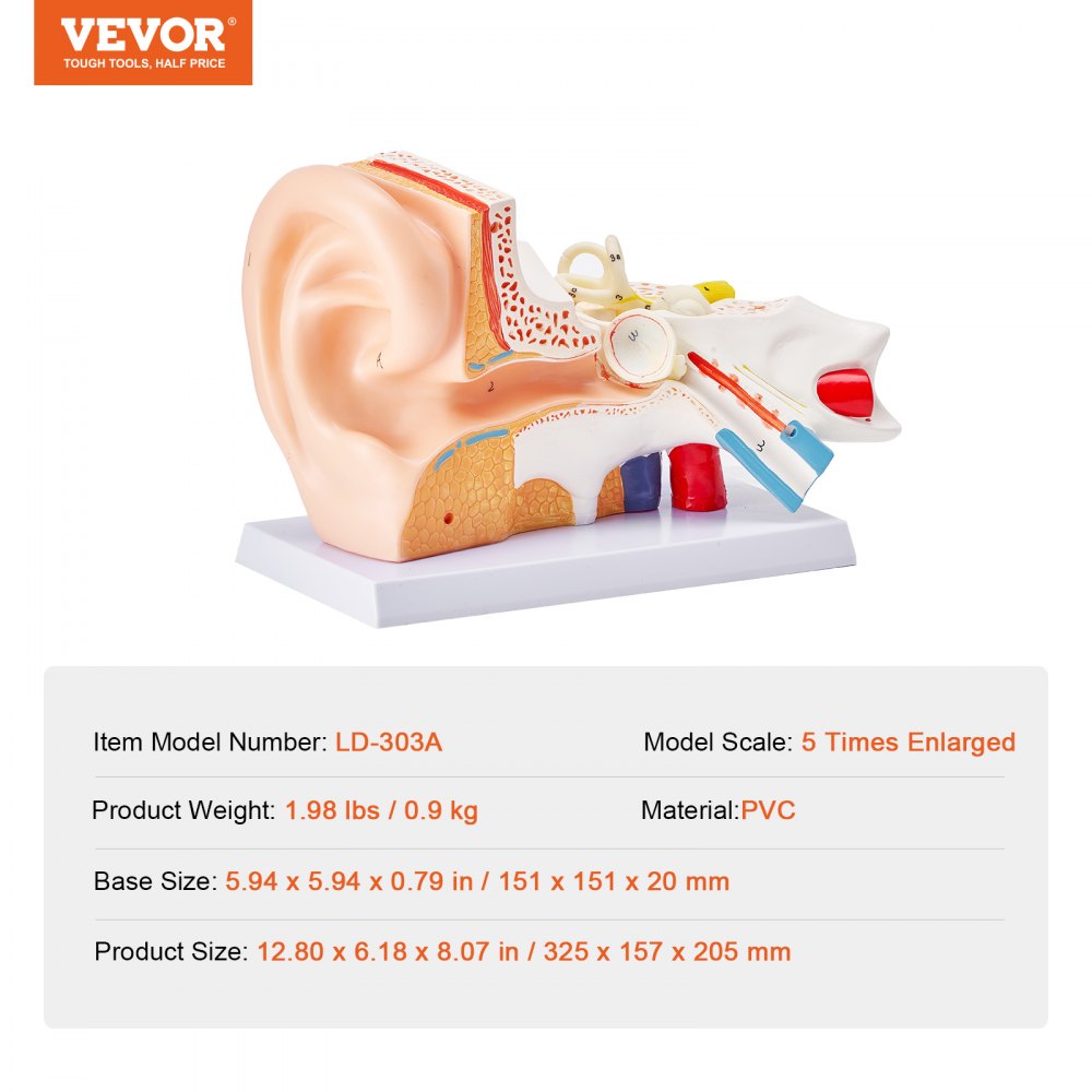 VEVOR Human Ear Anatomy Model Anatomical Ear Teaching Model 5 Times Enlarged