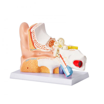 VEVOR Human Ear Anatomy Model Anatomical Ear Teaching Model 5 Times Enlarged
