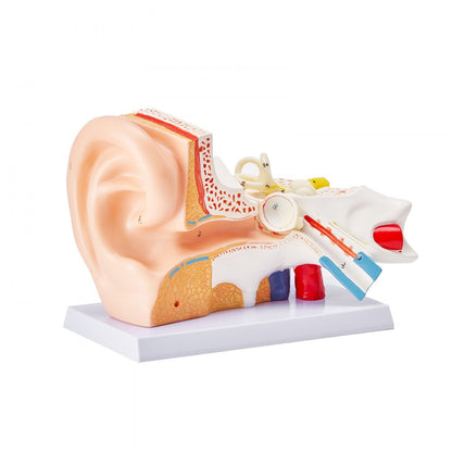 VEVOR Human Ear Anatomy Model Anatomical Ear Teaching Model 5 Times Enlarged