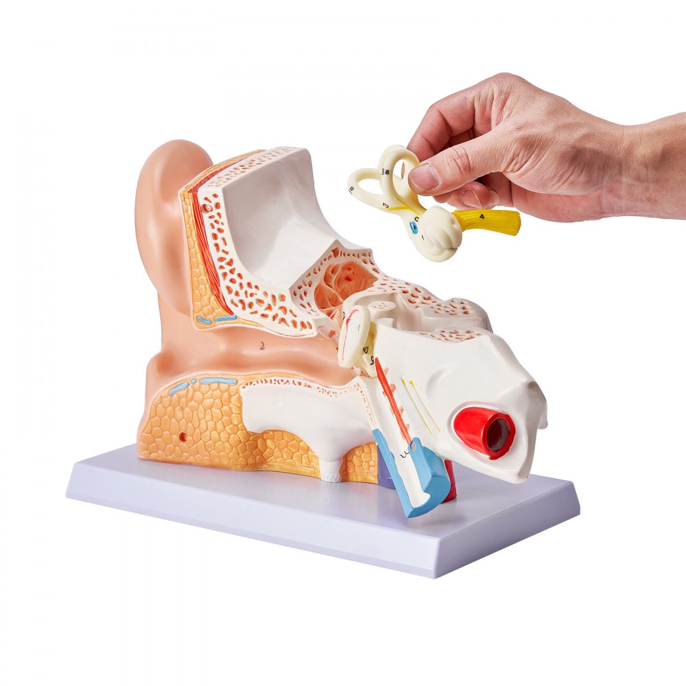 VEVOR Human Ear Anatomy Model Anatomical Ear Teaching Model 5 Times Enlarged