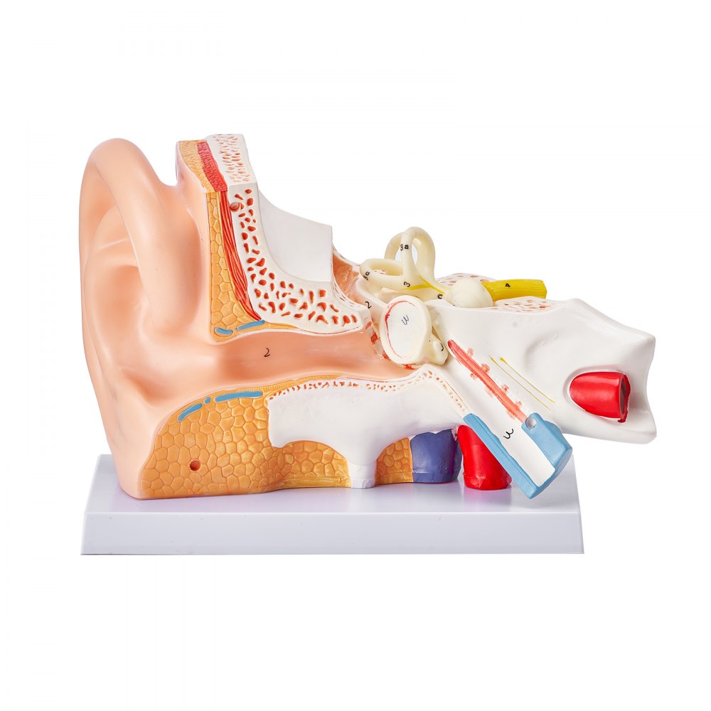 VEVOR Human Ear Anatomy Model Anatomical Ear Teaching Model 5 Times Enlarged