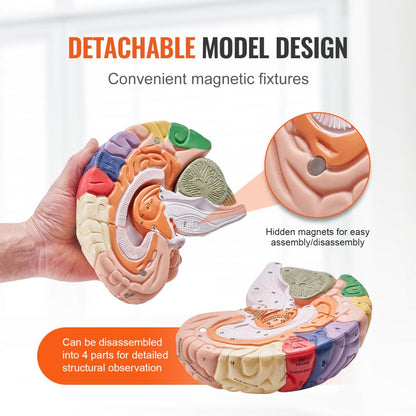 Human Brain Model Anatomy Teaching Brain Model 4-Part Labeled 2X Enlarged