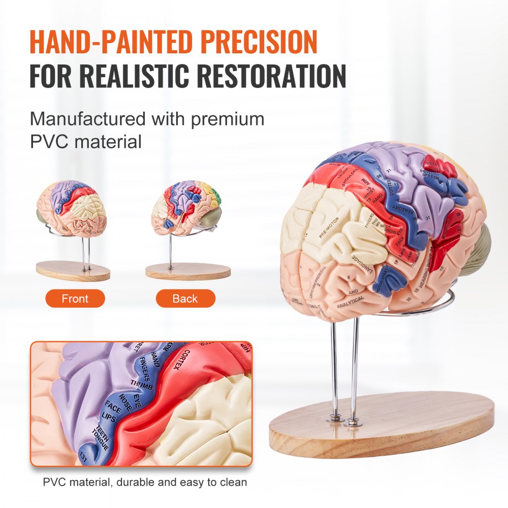 Human Brain Model Anatomy Teaching Brain Model 4-Part Labeled 2X Enlarged