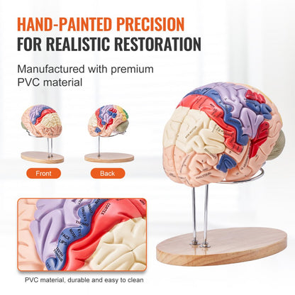Human Brain Model Anatomy Teaching Brain Model 4-Part Labeled 2X Enlarged