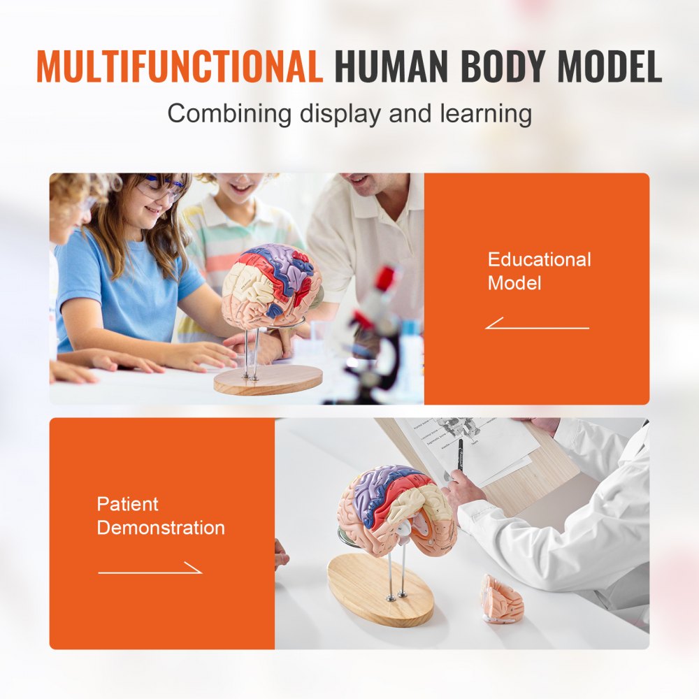 Human Brain Model Anatomy Teaching Brain Model 4-Part Labeled 2X Enlarged