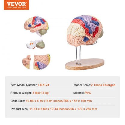 Human Brain Model Anatomy Teaching Brain Model 4-Part Labeled 2X Enlarged