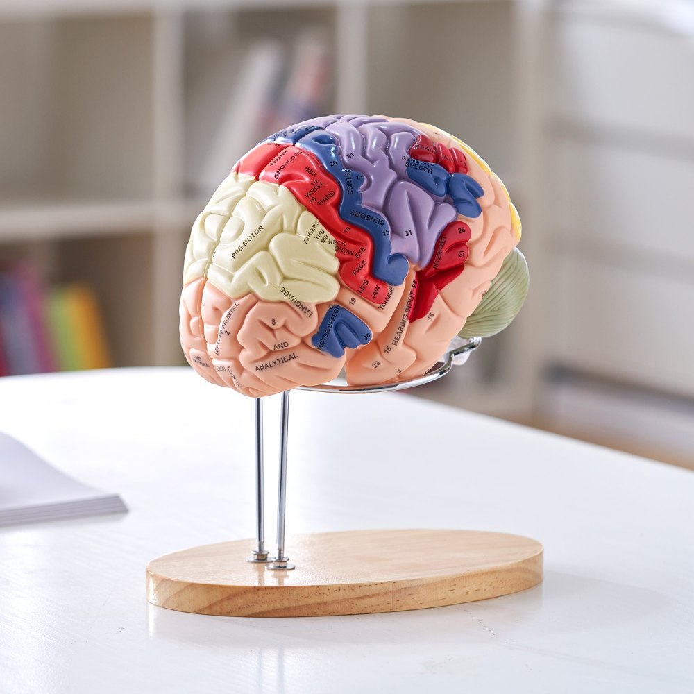 Human Brain Model Anatomy Teaching Brain Model 4-Part Labeled 2X Enlarged