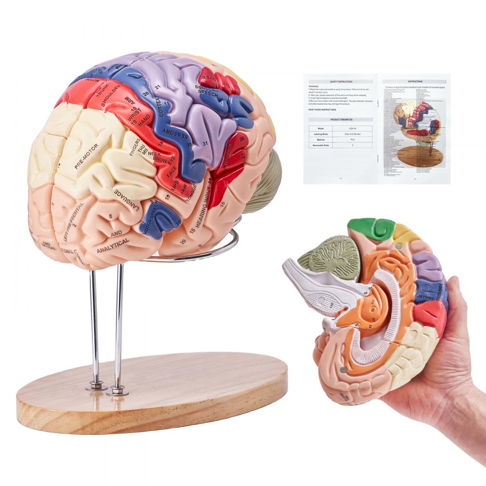 Human Brain Model Anatomy Teaching Brain Model 4-Part Labeled 2X Enlarged